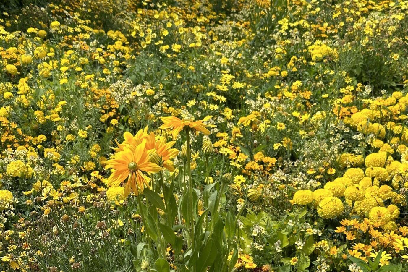 Blühende Sommerwiese mit gelben Blumen